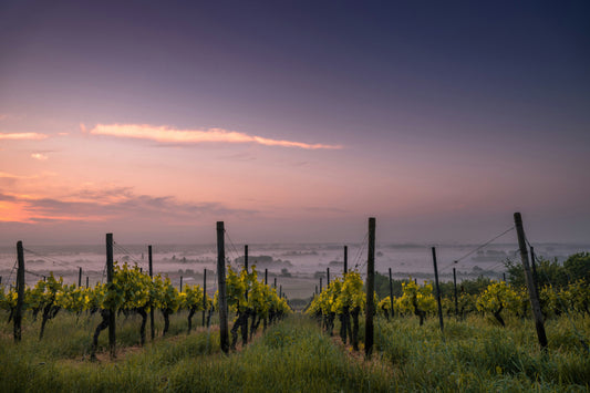 Roots Under Siege: The Battle Against Phylloxera in European Vineyards